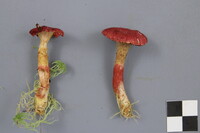 Boletus paluster image